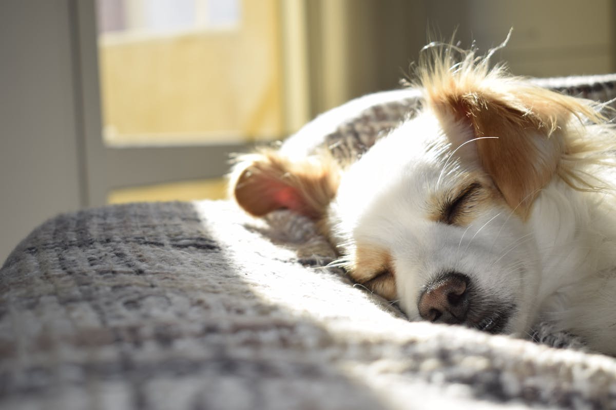 Puppy