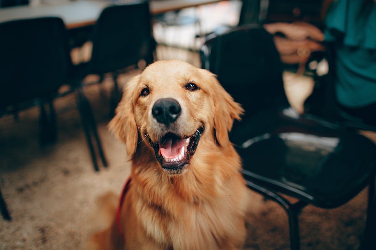 Happy dog